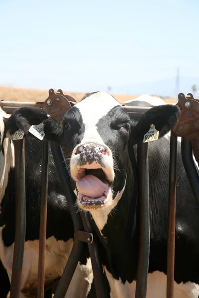 Cow. Dairy cow. Jersey cows. black and white young cow. spring day. milk farm. cattle. the cow is grazing. close-up. dairy farm in countryside. Black and white cows eating hay in the stable. milking at barn stalls. Livestock and agriculture concept.