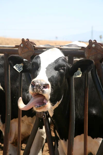 Mucca Vacca Latte Mucche Del Jersey Giovane Mucca Bianco Nero — Foto Stock