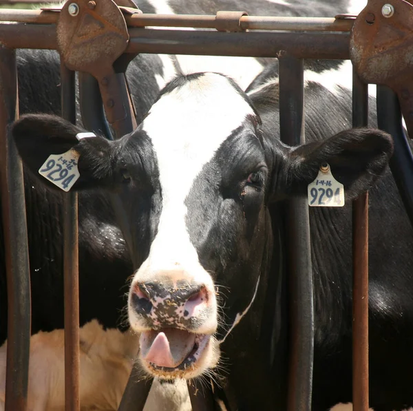 Mucca Vacca Latte Mucche Del Jersey Giovane Mucca Bianco Nero — Foto Stock