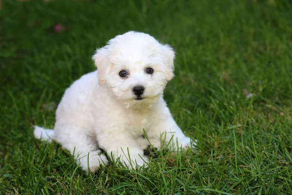 Bichon Frise Wochen Alter Bichon Frise Welpe Reine Rasse Bichon — Stockfoto