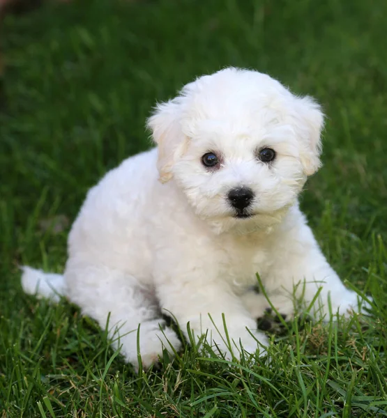 Bichon Frise Wochen Alter Bichon Frise Welpe Reine Rasse Bichon — Stockfoto