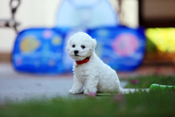 Bichon Frise Bichon Frise Puppy Semanas Pure Breed Bichon Frise — Fotografia de Stock