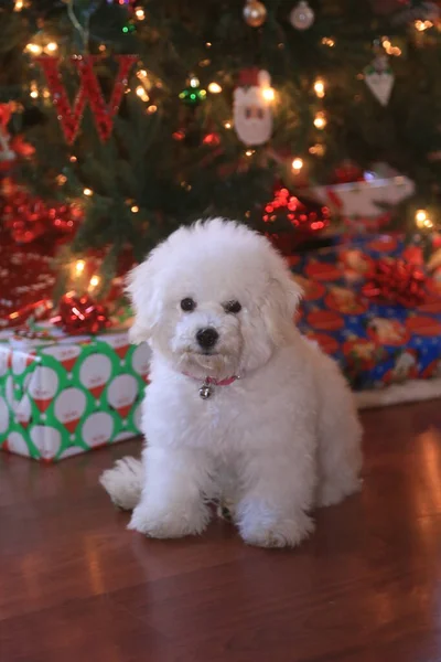 Bichon Frise. Bichon Frise Puppy. Six Month Old Bichon Puppy. Christmas Puppy. A Happy Puppy Dog Jumps and Plays in front of her Christmas Tree. Christmas Dog. A Bichon Frise puppy smiles as she poses for her Christmas Photo. Christmas Puppy. Xmas.