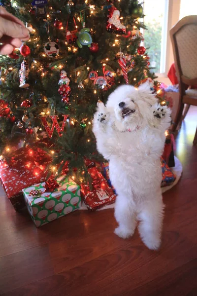 Бішон Фріз Bichon Frise Puppy Шестимісячний Bichon Puppy Різдвяний Цуцик — стокове фото