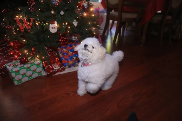 Bichon Frise. Bichon Frise Puppy. Six Month Old Bichon Puppy. Christmas Puppy. A Happy Puppy Dog Jumps and Plays in front of her Christmas Tree. Christmas Dog. A Bichon Frise puppy smiles as she poses for her Christmas Photo. Christmas Puppy. Xmas.