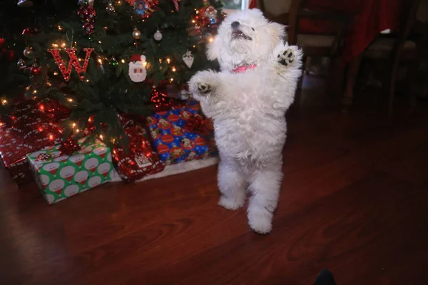 Bichon Frise. Bichon Frise Puppy. Six Month Old Bichon Puppy. Christmas Puppy. A Happy Puppy Dog Jumps and Plays in front of her Christmas Tree. Christmas Dog. A Bichon Frise puppy smiles as she poses for her Christmas Photo. Christmas Puppy. Xmas.