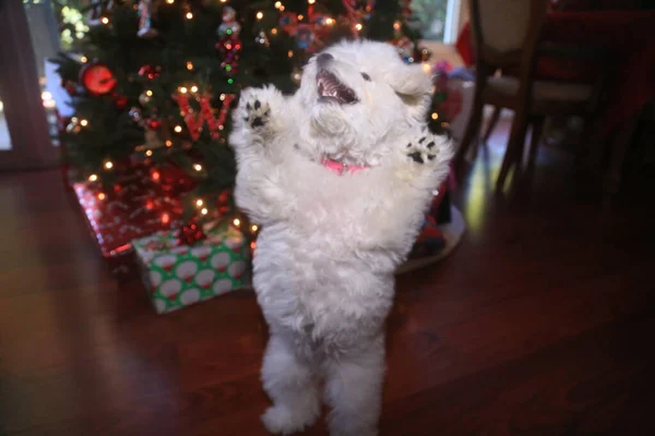 Bichon Frise. Bichon Frise Puppy. Six Month Old Bichon Puppy. Christmas Puppy. A Happy Puppy Dog Jumps and Plays in front of her Christmas Tree. Christmas Dog. A Bichon Frise puppy smiles as she poses for her Christmas Photo. Christmas Puppy. Xmas.