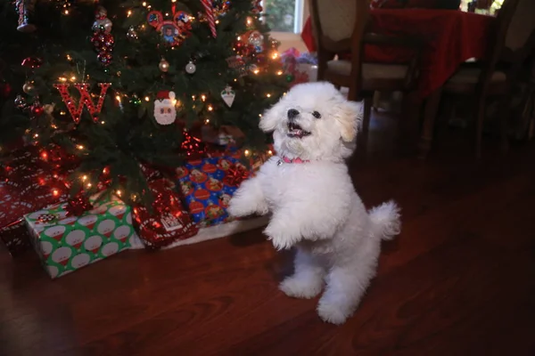 Bichon Frise. Bichon Frise Puppy. Six Month Old Bichon Puppy. Christmas Puppy. A Happy Puppy Dog Jumps and Plays in front of her Christmas Tree. Christmas Dog. A Bichon Frise puppy smiles as she poses for her Christmas Photo. Christmas Puppy. Xmas.