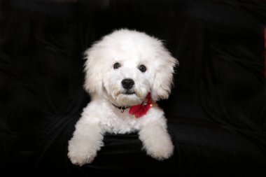 Purebred Bichon Frise Puppy 5 months old. Isolated on black.