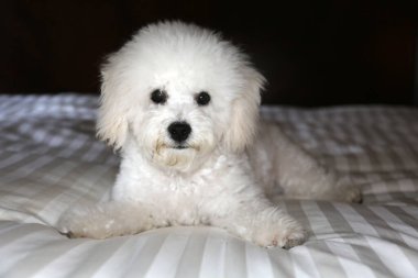 Purebred Bichon Frise Puppy.