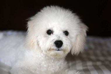 Purebred Bichon Frise Puppy.