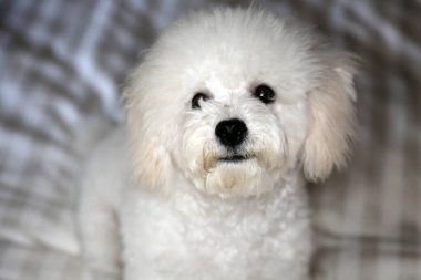 Purebred Bichon Frise Puppy.