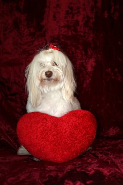Maltese dog poses for a Valentines Day portrait against a burgundy red velvet background.