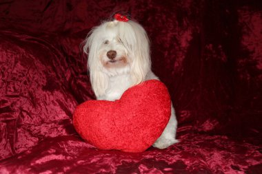 Maltese dog poses for a Valentines Day portrait against a burgundy red velvet background.