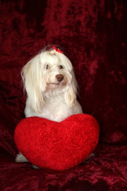 Maltese dog poses for a Valentines Day portrait against a burgundy red velvet background.