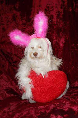 Maltese dog valentines day portrait wearing Pink Bunny Ears, a White Boa and holding a Red Heart Pillow against a burgundy red velvet background