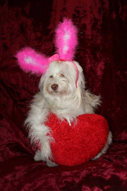Maltese dog valentines day portrait wearing Pink Bunny Ears, a White Boa and holding a Red Heart Pillow against a burgundy red velvet background