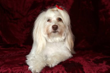 Maltese dog with a Valentines Day Heart on a red burgundy velvet background
