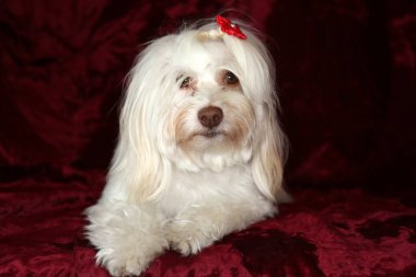 Maltese dog with a Valentines Day Heart on a red burgundy velvet background