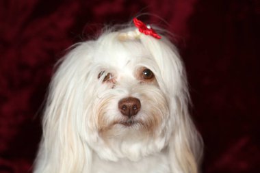Maltese dog with a Valentines Day Heart on a red burgundy velvet background
