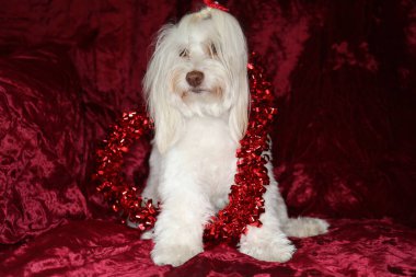 Maltese dog with a Valentines Day Heart on a red burgundy velvet background