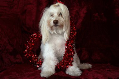 Maltese dog with a Valentines Day Heart on a red burgundy velvet background