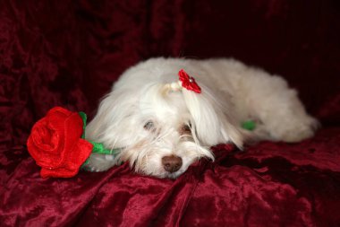 Maltese dog with a red rose for Valentines Day