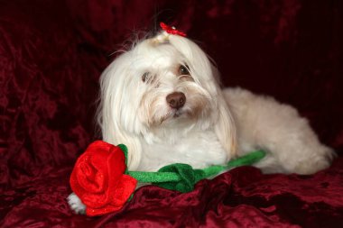 Maltese dog with a red rose for Valentines Day