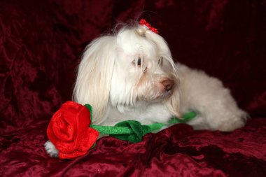 Maltese dog with a red rose for Valentines Day