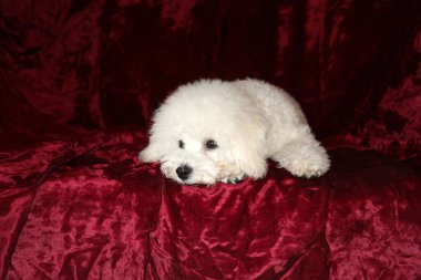 Bichon Frise puppy portrait on red burgundy velvet background