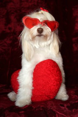 Maltese dog poses for a Valentines Day portrait against a burgundy red velvet background.