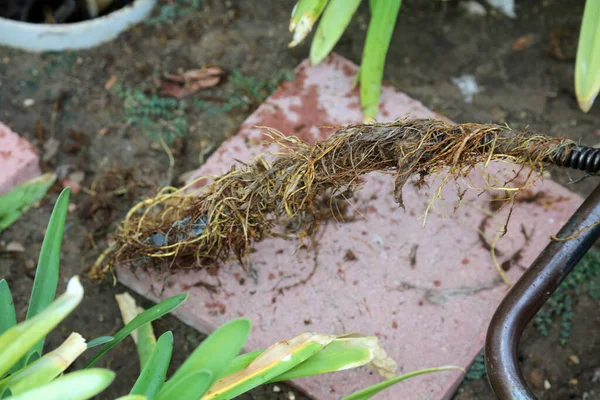 Limpieza Alcantarillado Fontanero Usa Una Serpiente Alcantarillado Para Limpiar Bloqueo — Foto de Stock