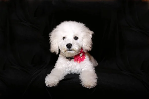 Purebred Bichon Frise Puppy Months Old Isolated Black — ストック写真