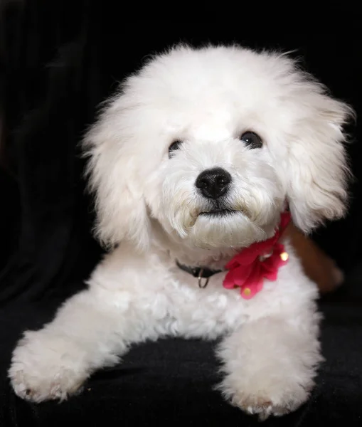 Purebred Bichon Frise Puppy Μηνών Απομονωμένα Μαύρο — Φωτογραφία Αρχείου