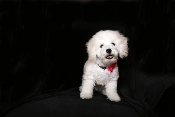 Purebred Bichon Frise Puppy Months Old Isolated Black — Foto de Stock