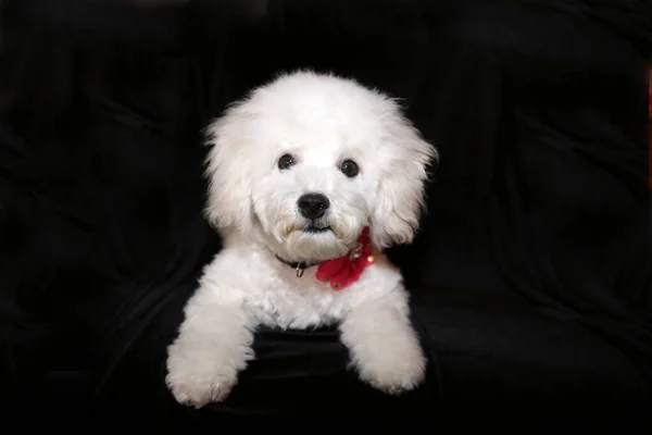 Purebred Bichon Frise Puppy Months Old Isolated Black — Stock Photo, Image