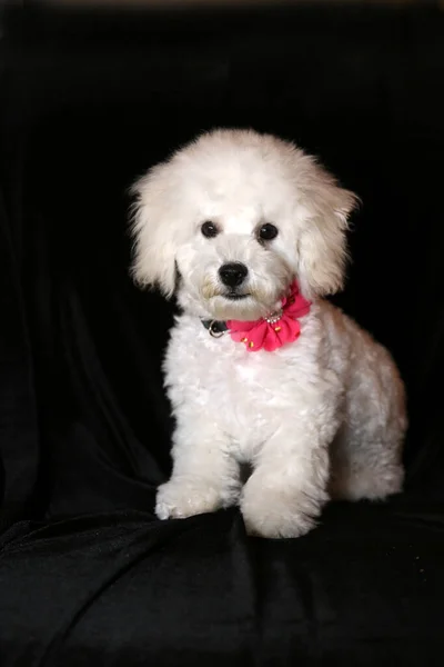 Purebred Bichon Frise Puppy Μηνών Απομονωμένα Μαύρο — Φωτογραφία Αρχείου