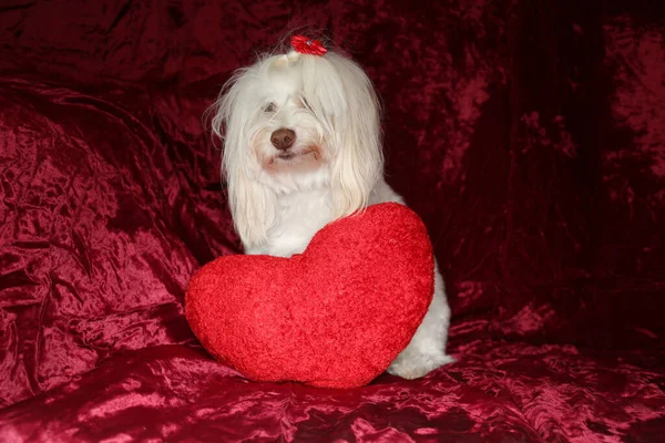 Maltese Dog Poses Valentines Day Portrait Burgundy Red Velvet Background — Foto Stock