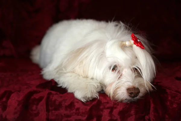Maltese dog with a Valentines Day Heart on a red burgundy velvet background