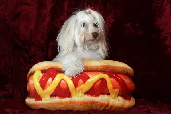 Funny Portrait Maltese Dog Her Hot Dog Pillow Burgundy Red — Zdjęcie stockowe