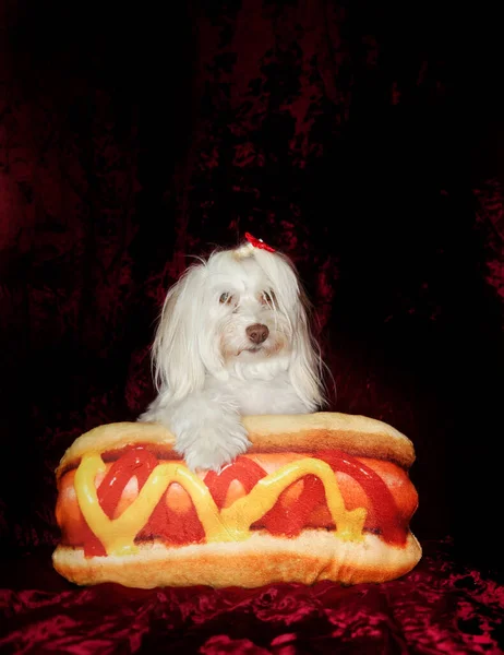 Funny Portrait Maltese Dog Her Hot Dog Pillow Burgundy Red — Fotografia de Stock