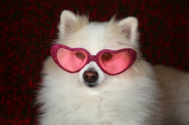 Pompeian dog smiles and wears her heart shape sunglasses for valentines day.