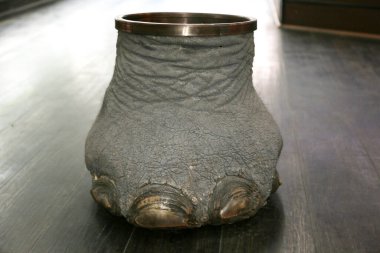 Las Vegas, Nevada 3-15-2018: An antique Elephants Foot Brass Lined Trash Can for sale in an antique shop on a wooden floor.