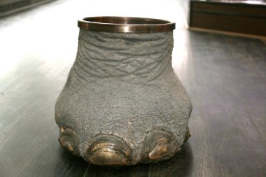 Las Vegas, Nevada 3-15-2018: An antique Elephants Foot Brass Lined Trash Can for sale in an antique shop on a wooden floor.