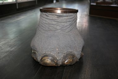 Las Vegas, Nevada 3-15-2018: An antique Elephants Foot Brass Lined Trash Can for sale in an antique shop on a wooden floor.
