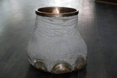 Las Vegas, Nevada 3-15-2018: An antique Elephants Foot Brass Lined Trash Can for sale in an antique shop on a wooden floor.
