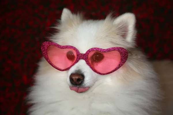 Pomeranian Dog Smiles Wears Her Heart Shape Sunglasses Valentines Day — Stok fotoğraf