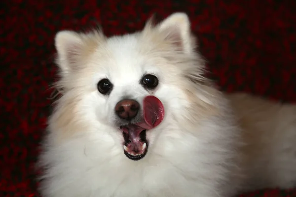 Pomeranian Dog Smiles Her Portrait Pomeranian Dogs Loved Millions People — Photo