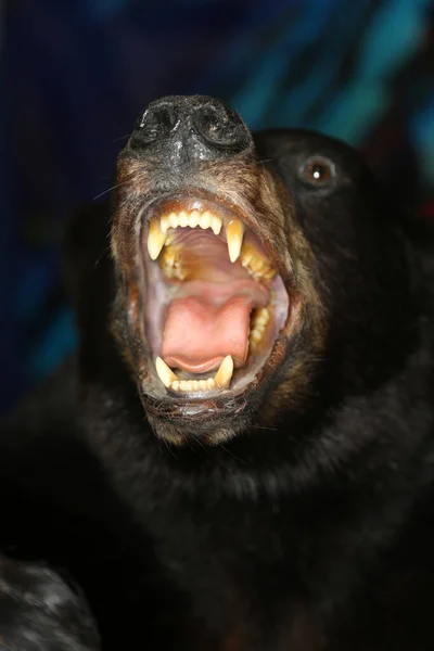 Taxidermy Black Bear Open Mouth Showing Its Teeth Tongue — Photo