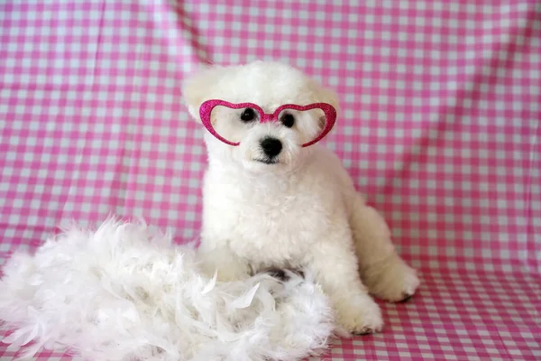 Чистая Бишонская Фризская Собака Розовом Белом Клетчатом Фоне Пасхальная Фотосессия — стоковое фото